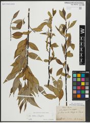 Foto von Salix alba L. x Salix fragilis L.